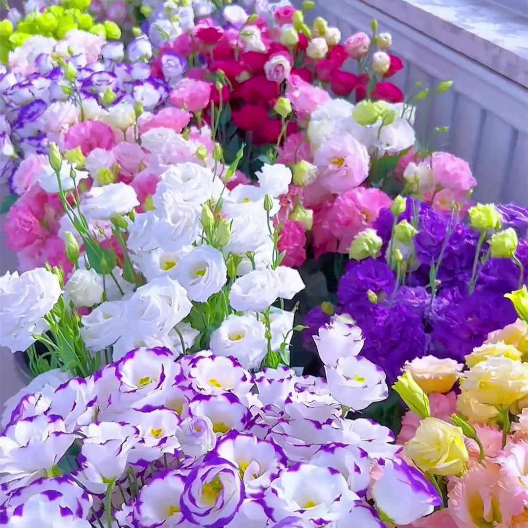 🌿Semillas Flor de LISIANTHUS 💖🔥1 paquete - (5 gr.)
