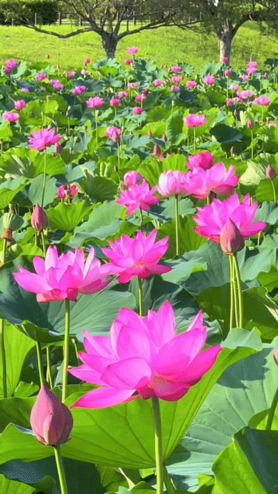 Florecimiento