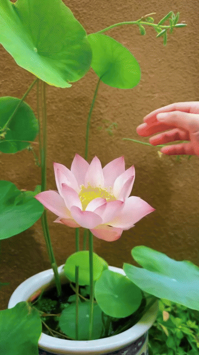Cultivo fácil