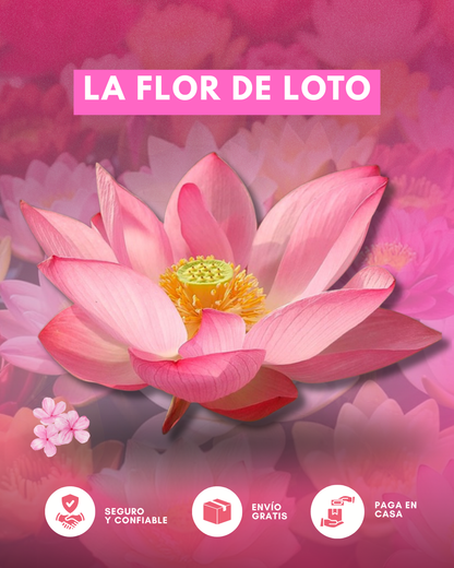 🌿 Semillas de Flor de Loto Premium – La Planta Sagrada que Transforma Tus Espacios ✨ 1 Pack – Semillas Seleccionadas (5gr)