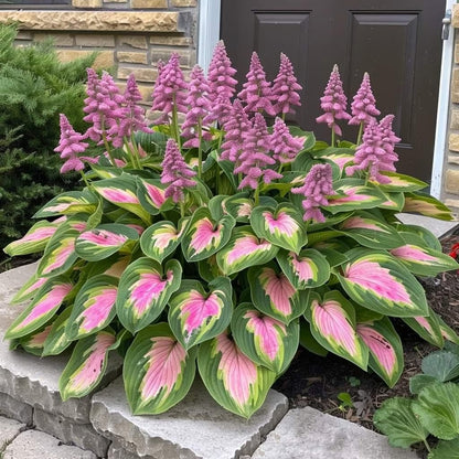 🌿Semillas de Hosta para jardines de sombra exuberantes💖🔥1 paquete - 100 semillas Aprox. (5 gr.)